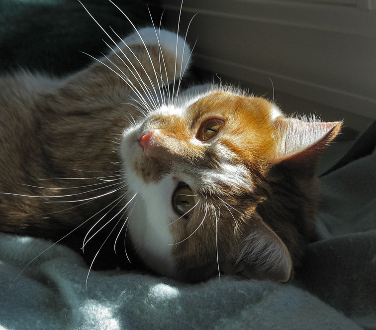 Whiskers
