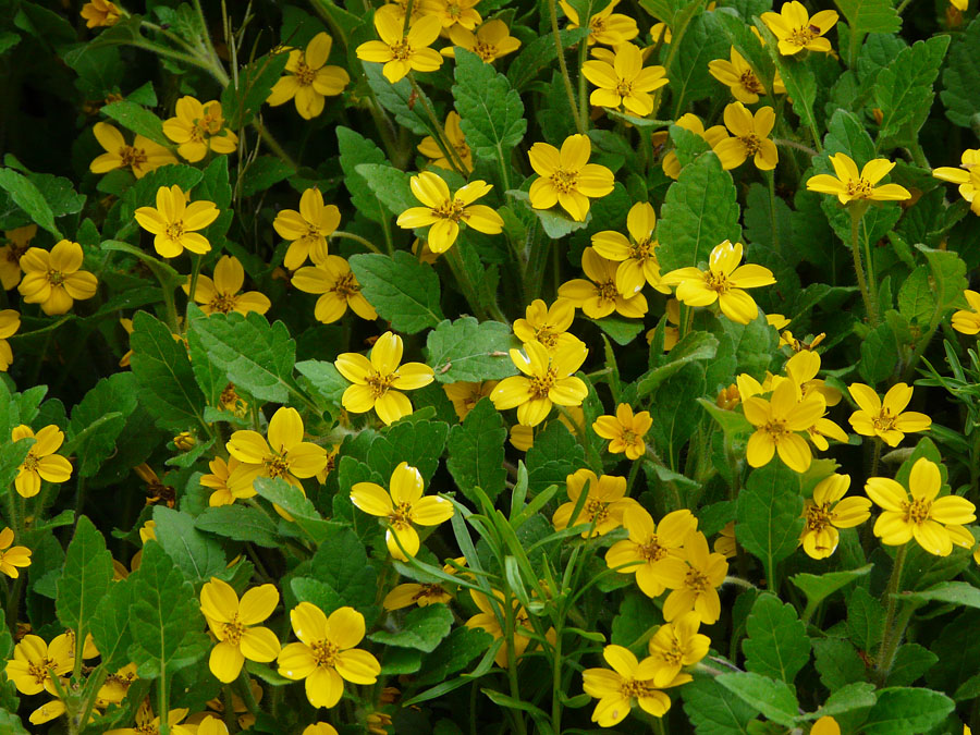 P1000766 Great ground cover