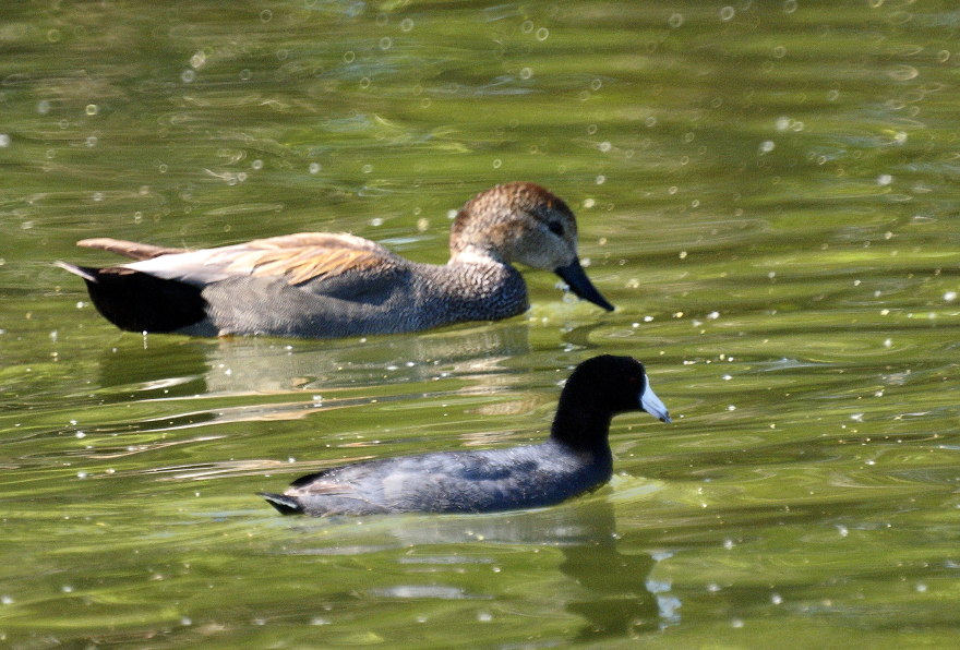 Gadwall, American Coot