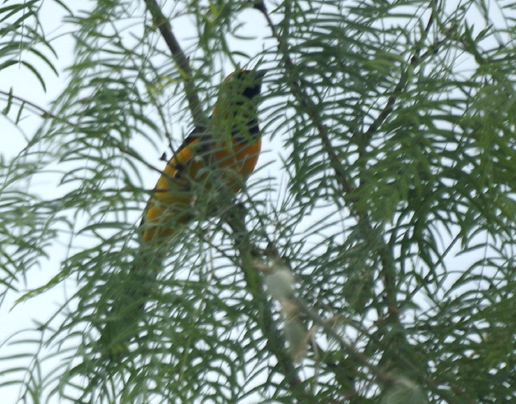 Hooded Oriole