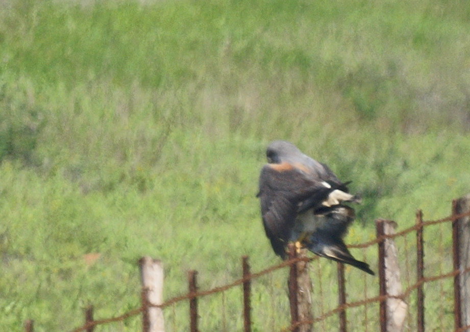 White-tailed Hawks copulating