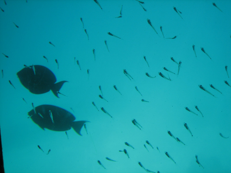 GBR50.jpg