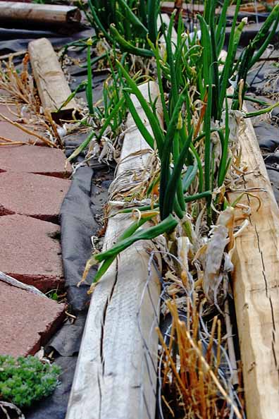 Perennial Onions