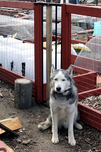Lobo at the Gate