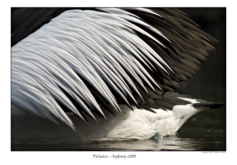 pelican.jpg