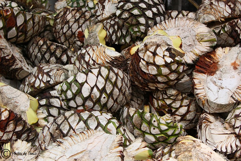 Freshly cut pias ready for processing