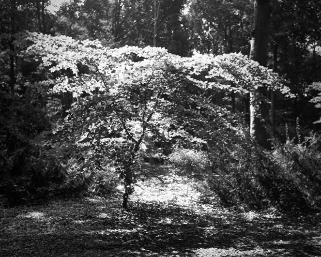 1022_2008-08_F100_PanF50_300.jpg