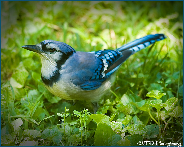 Blue Jay