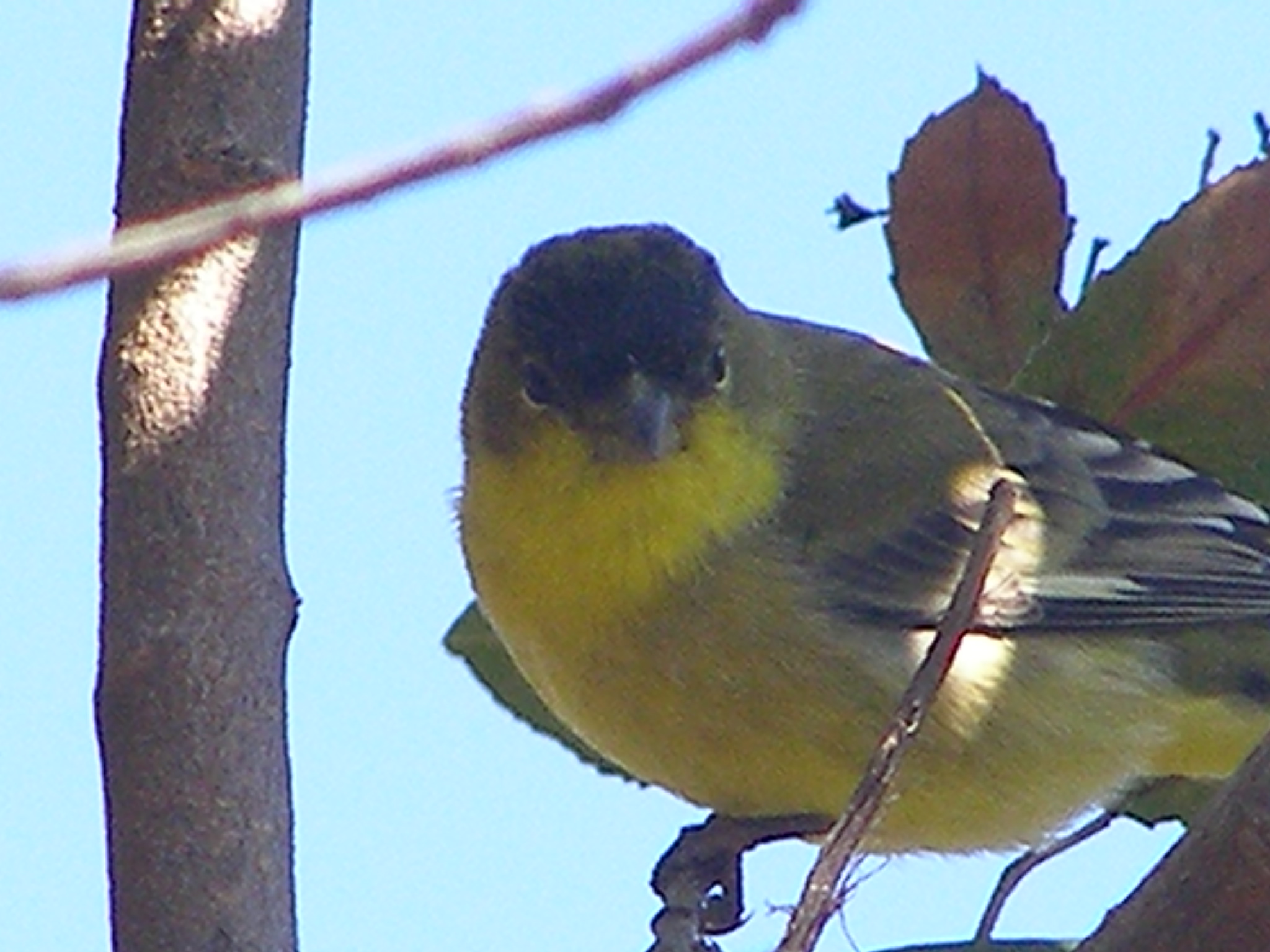 goldfinch, lesser SFCA 10-08a.JPG