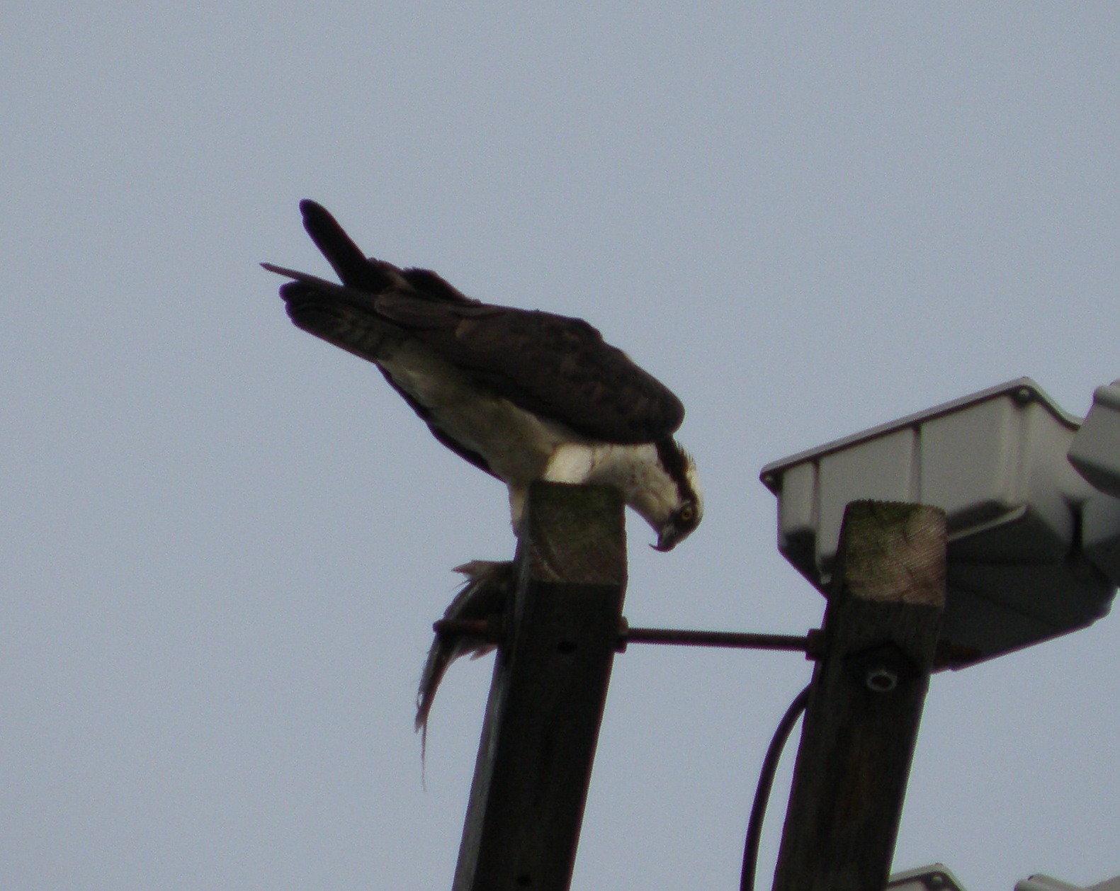 Osprey Hampton 2011..JPG