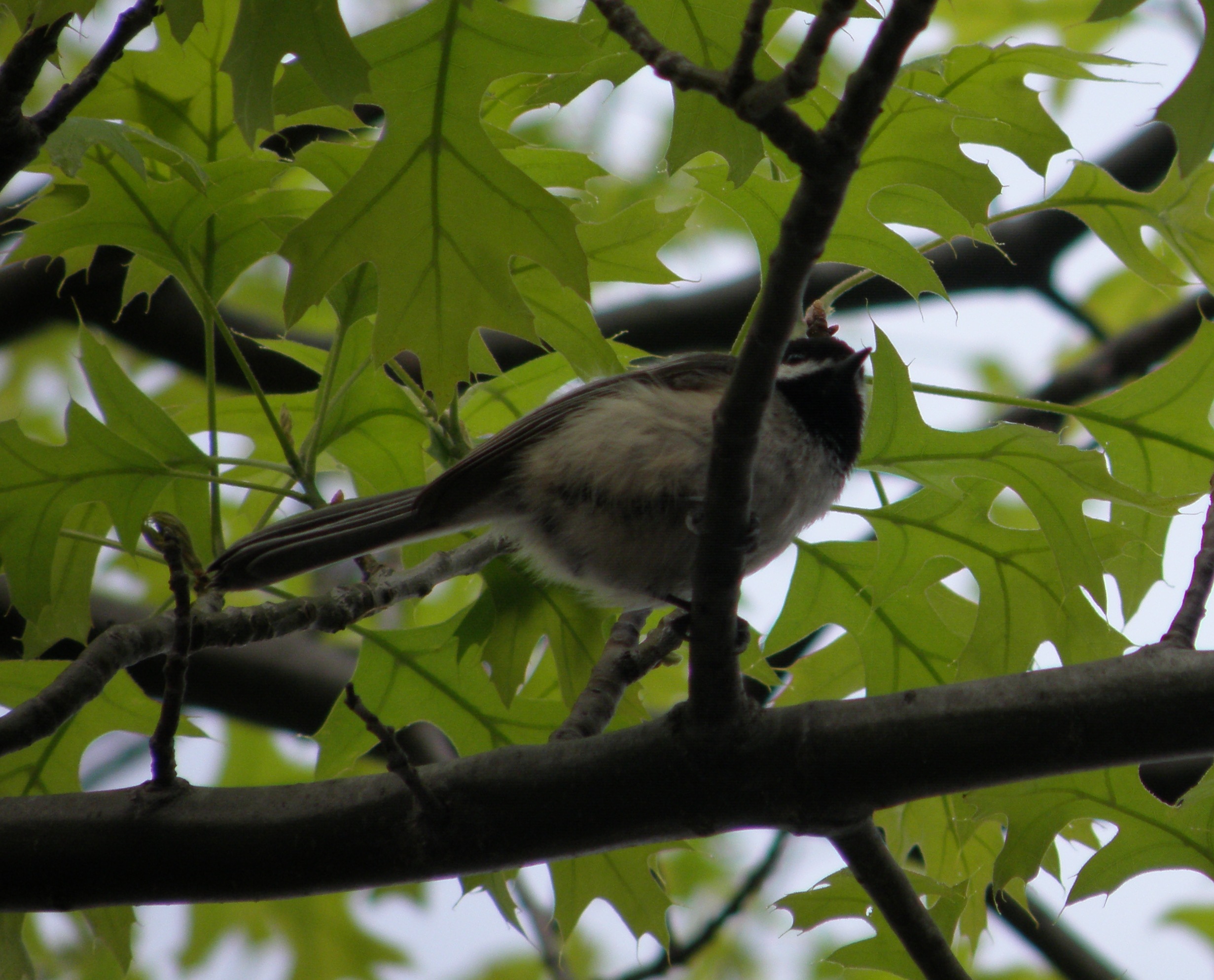 Chickadee BC Ann Arbor 5-11 b.JPG