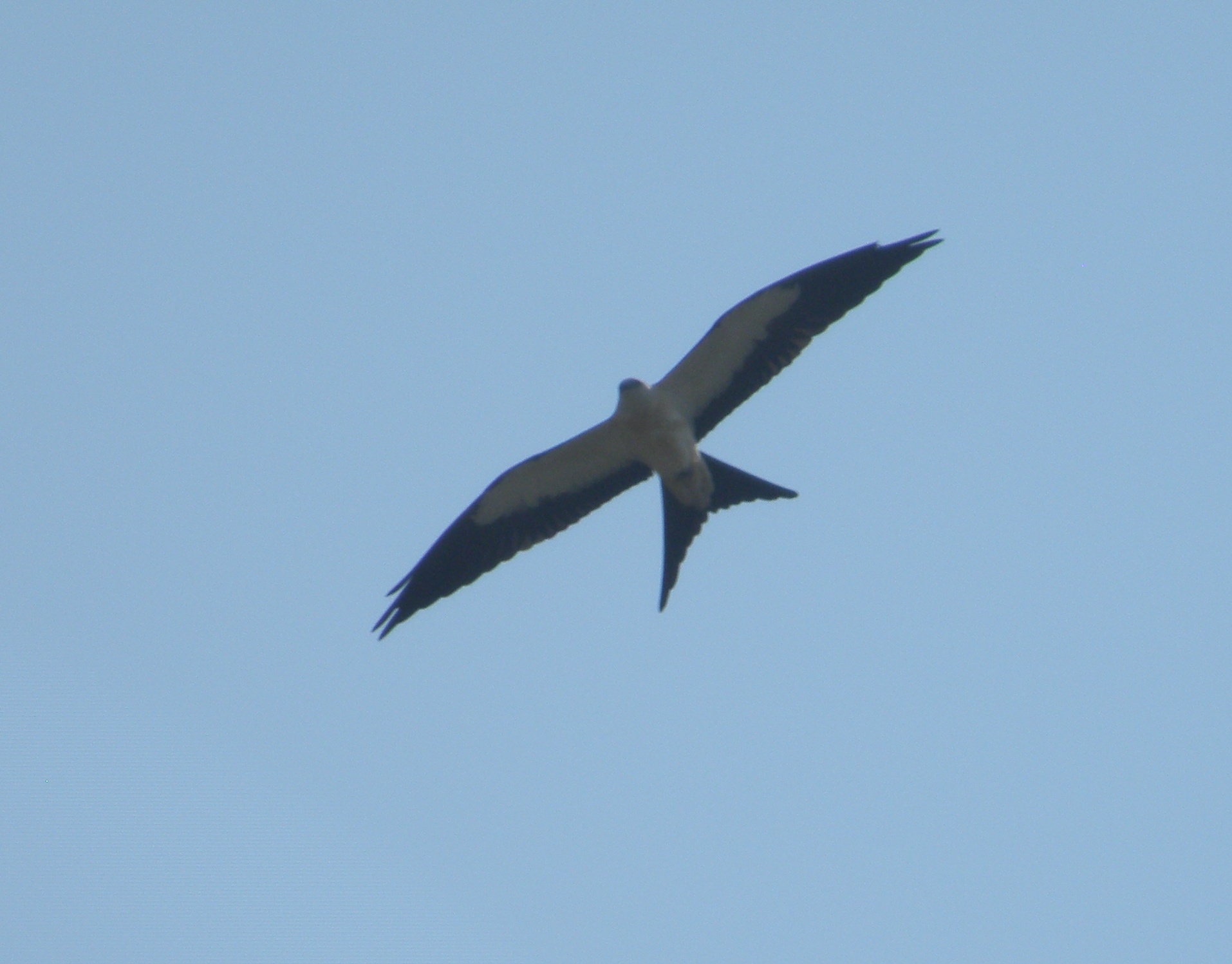 Kite Swallow Tailed 8-11 VA 5.JPG