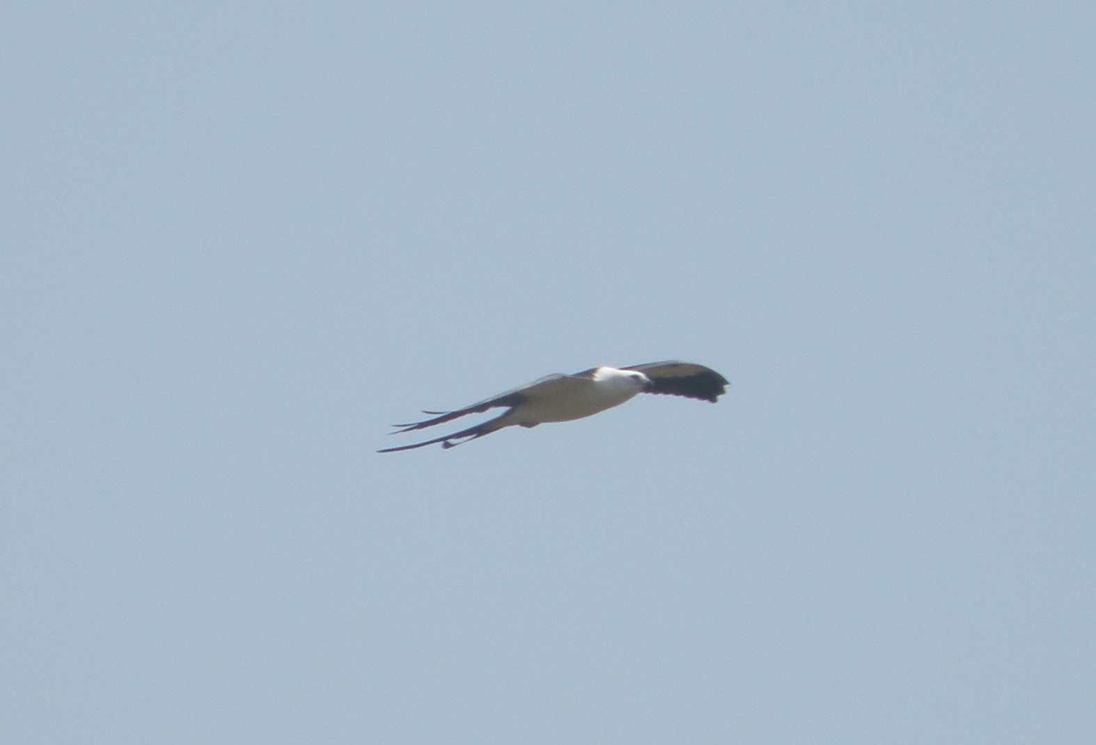 Kite Swallow Tailed 8-11 VA  15.JPG