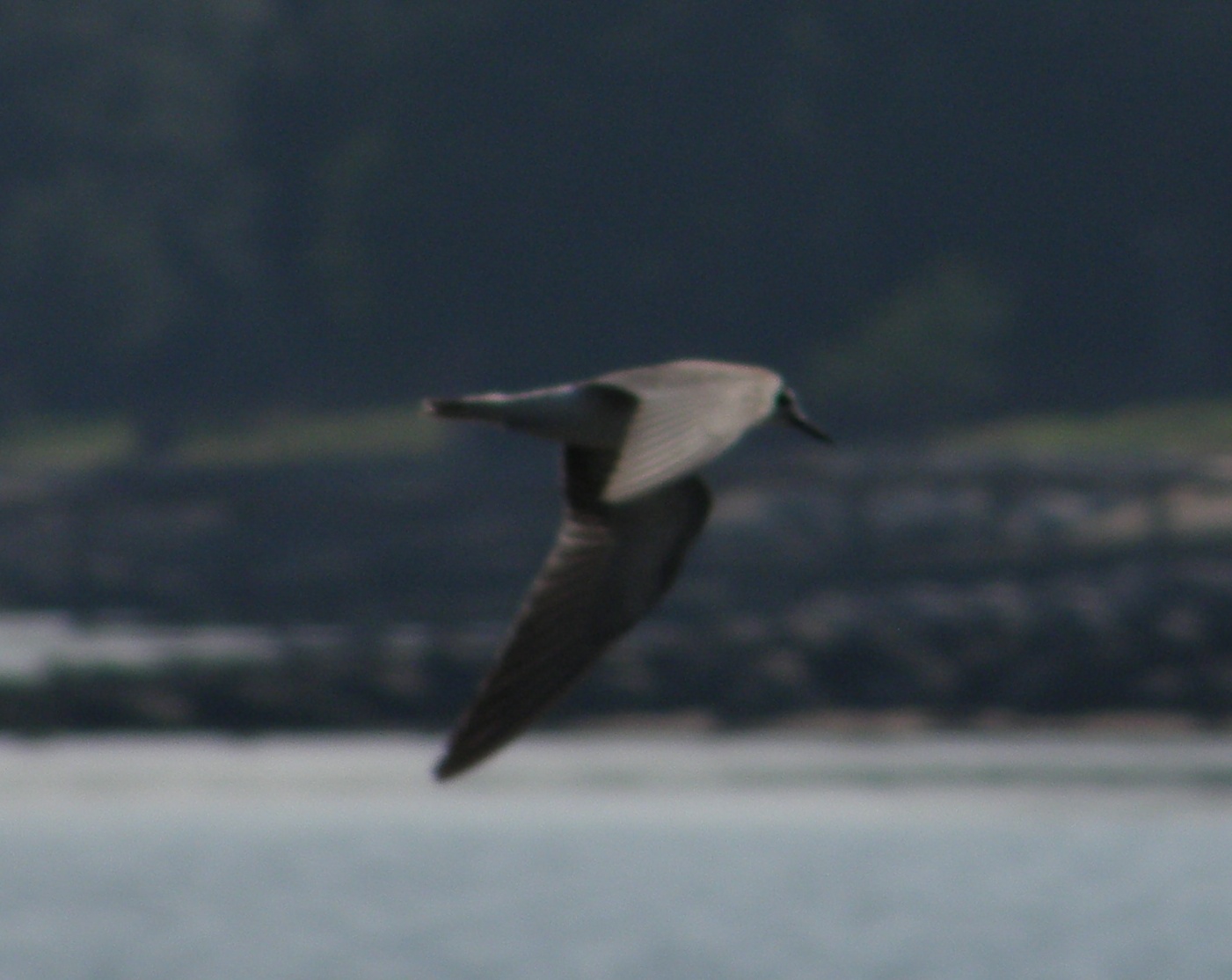 Tern black or WW VAH 0811 8.JPG