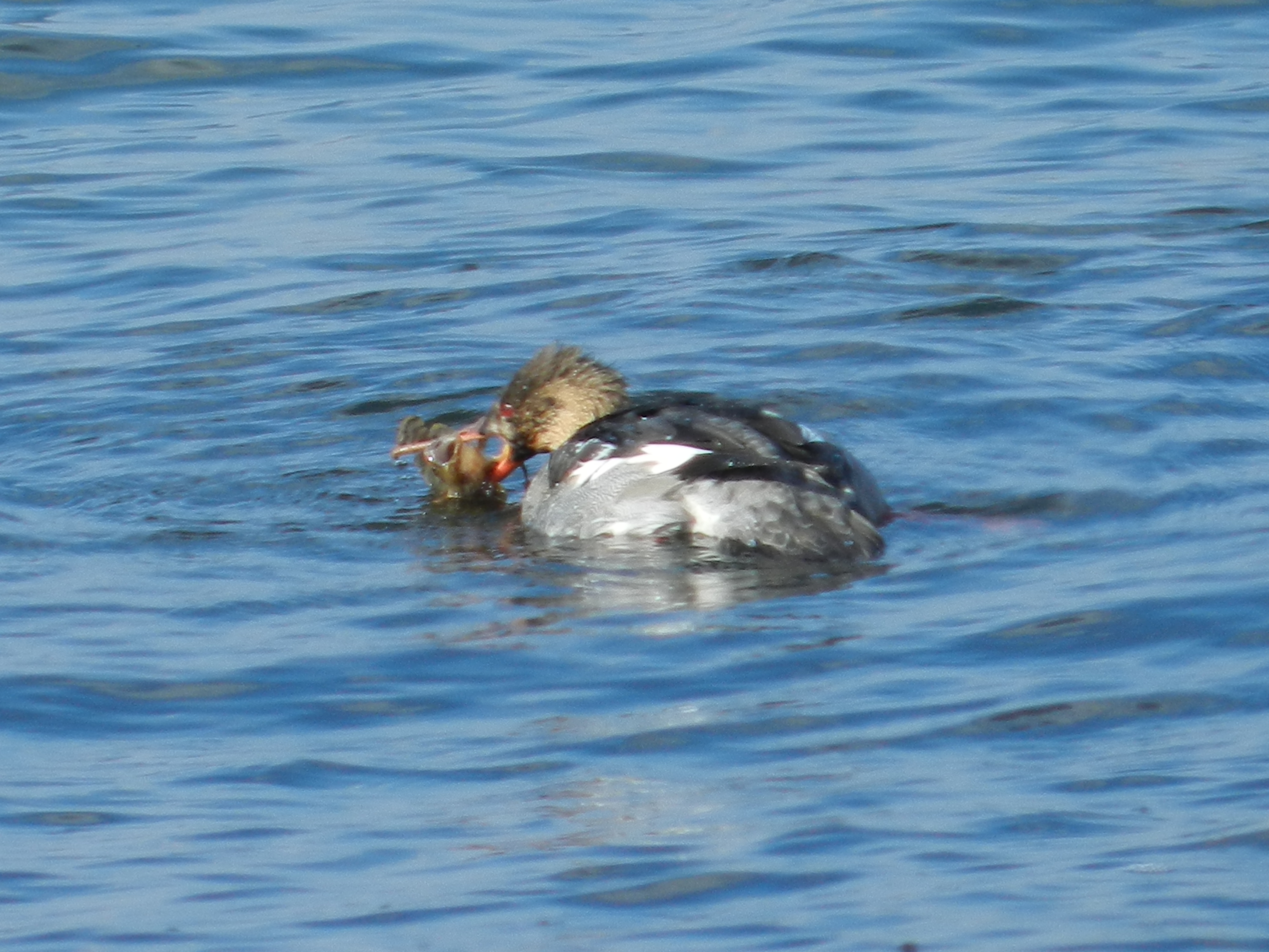 duck Merganser RB 121711 Ham VA b.JPG