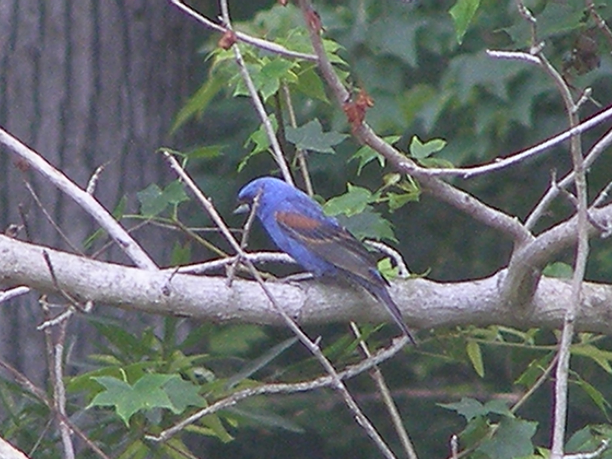 Grosbeak blue 6-08 c.JPG