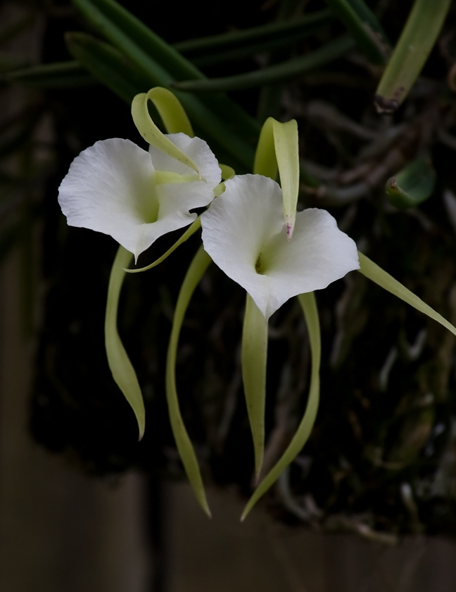 Brassavola Little Stars orchid