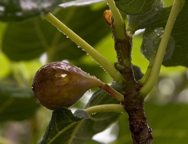 fig tree