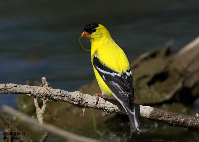 American Goldfinch. Crown City, OH