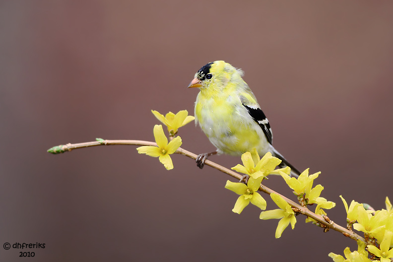 American Goldfinch. Chesapeake, OH