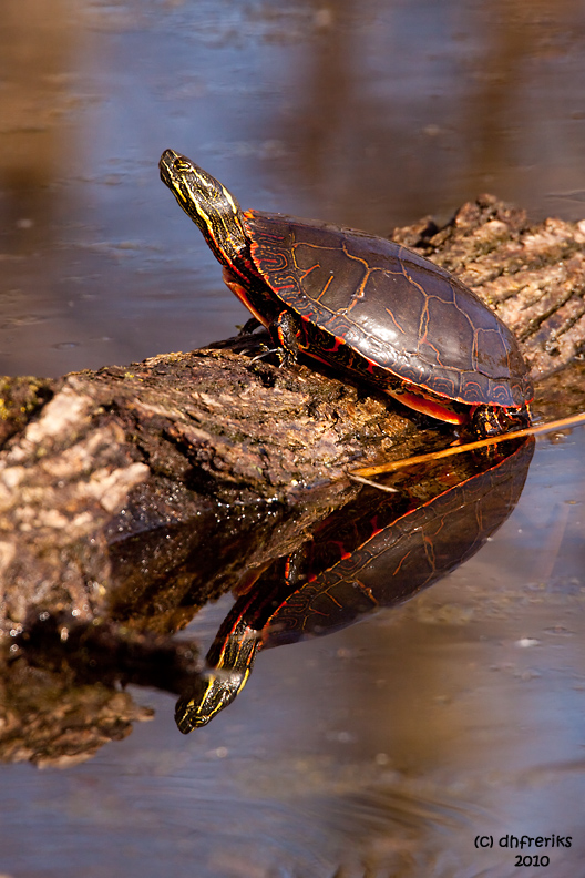 Painted Turtle. Horicon Marsh, WI