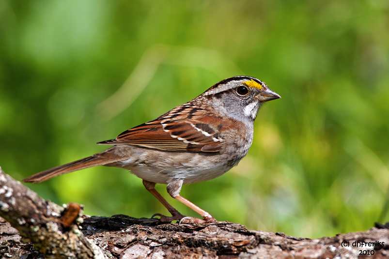 White-throated Sparrow. Chesapeake, OH