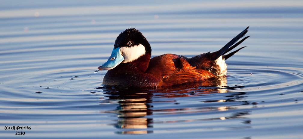 Ruddy Duck. Horicon Marsh,WI