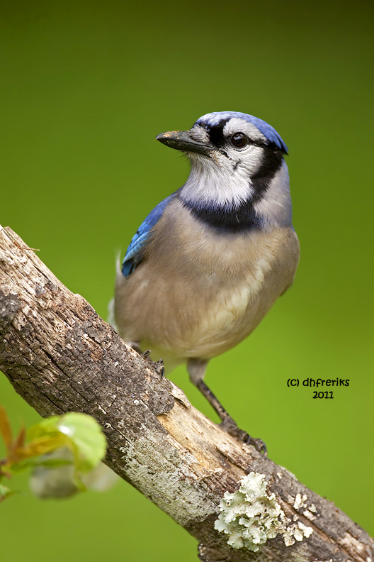 Blue Jay. Chesapeake, OH