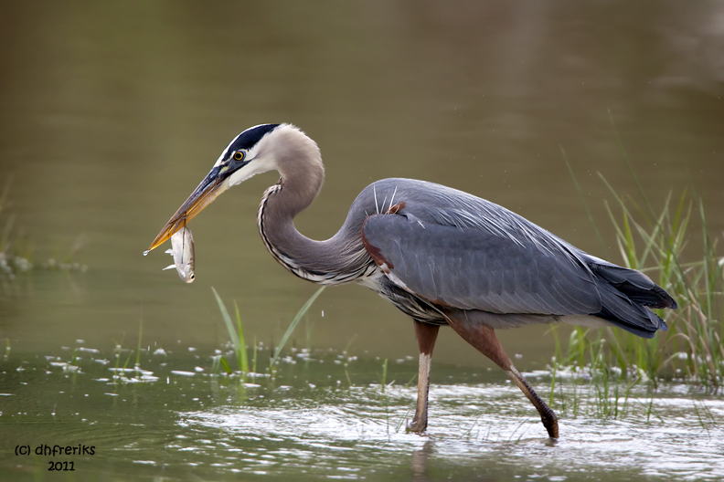 Great Blue Heron. Beech Fork St. Pk. OH