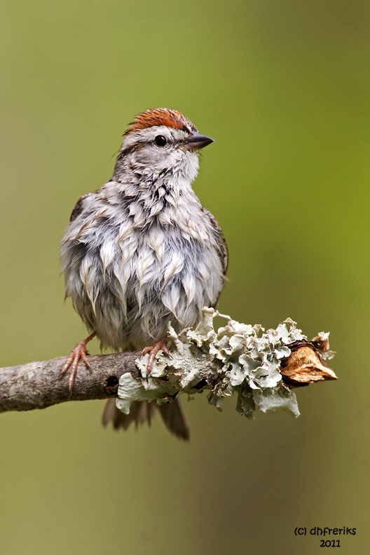 Chipping Sparrow. Chesapeake, OH
