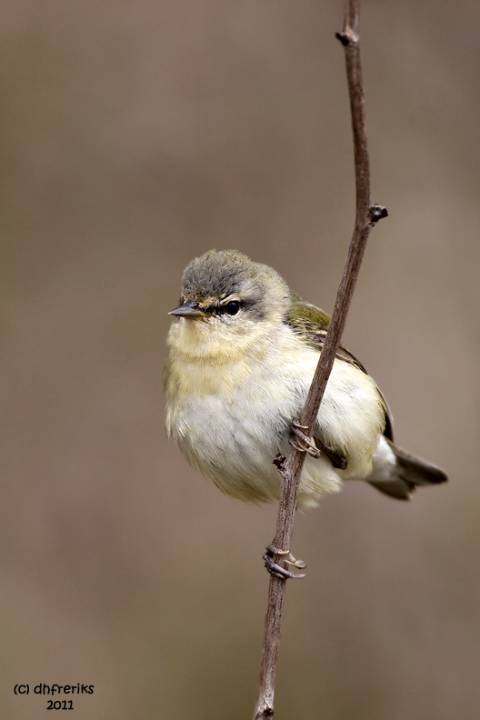 Tennessee Warbler. Weir Nature Center. Milwaukee