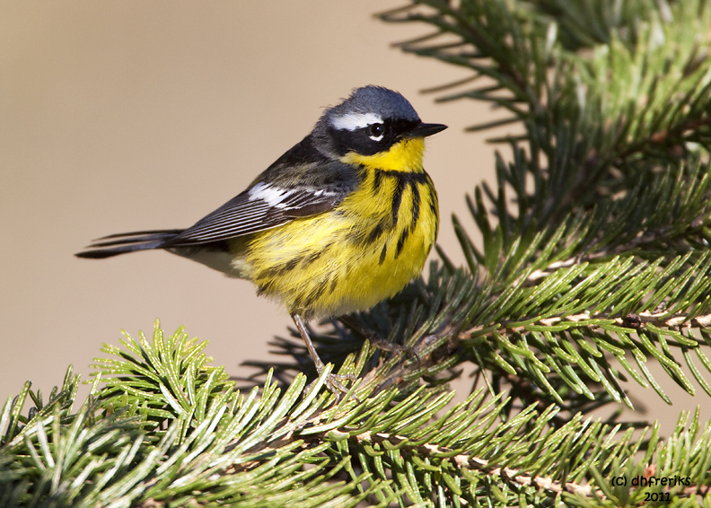 Magnolia Warbler. Lake Park, Milwaukee