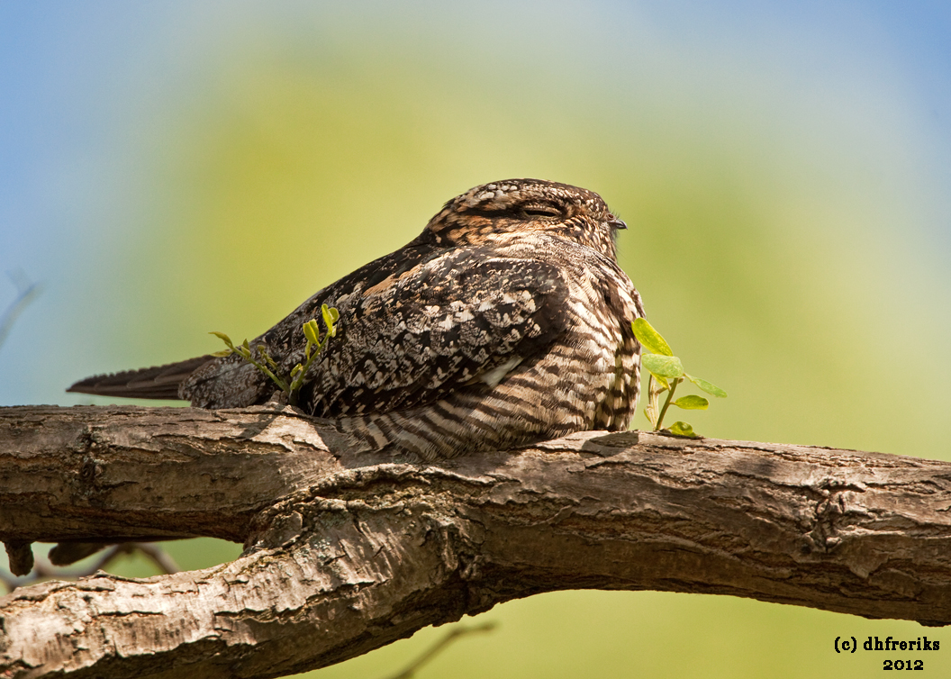 Common Nighthawk. Grafton, WI