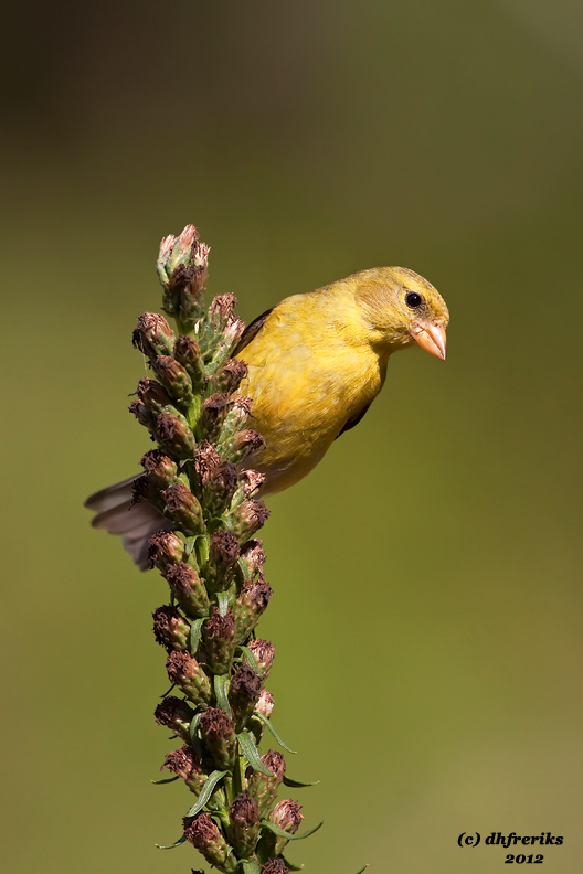 Goldfinch. Chesapeake, OH