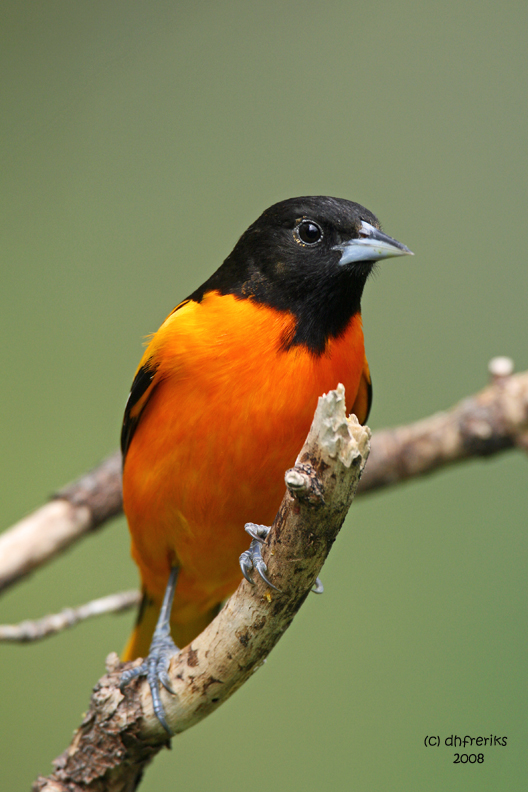 Baltimore Oriole, Kewaskum, WI