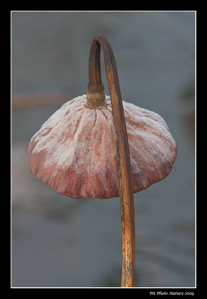 Lotus dOrient / Lotus Flower (Nelumbo nucifera)