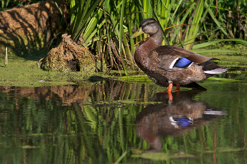 Canard hybride (canard noir x canard colvert)