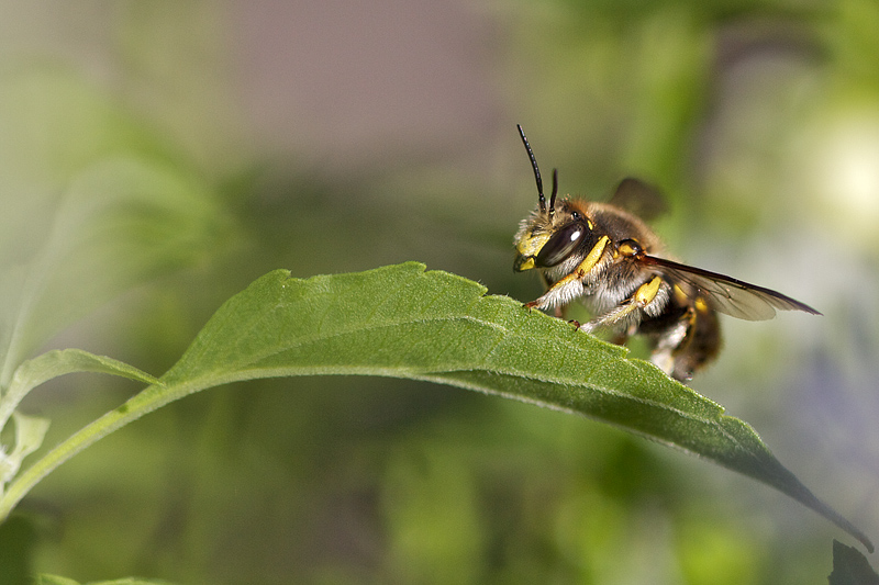 Anthidie  manchettes - Wool Carder Bee (Anthidium manicatum)