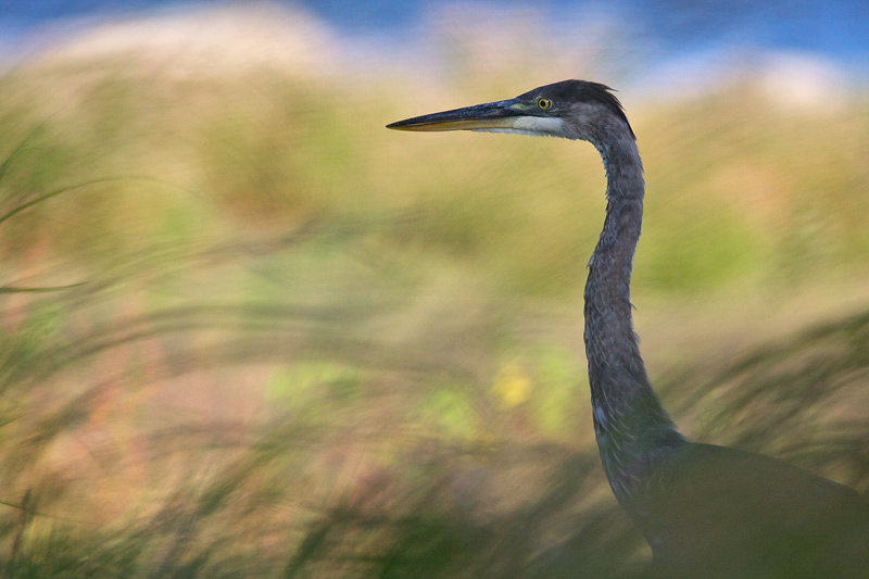 Grand Hron - Great Blue Heron