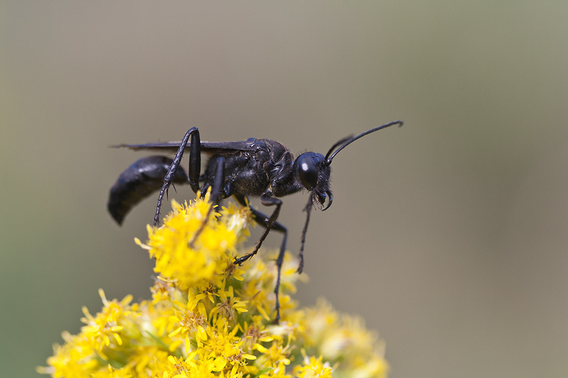 Grand sphex noir - Great Black Wasp (Sphex pennsylvanicus)