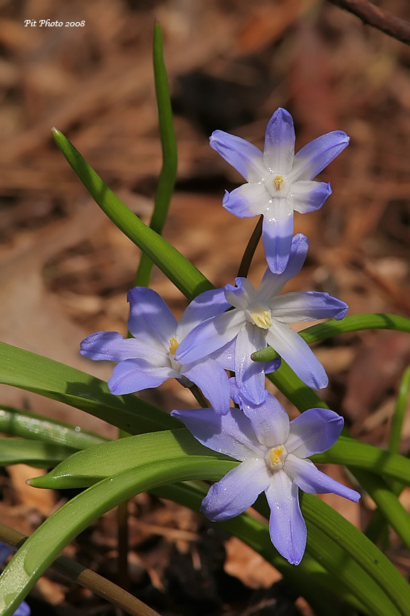 Fleurs alpines