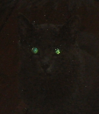 Halloween cat
