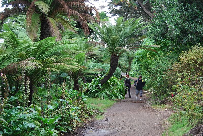 In the Tree Fern Garden   DSC_0865