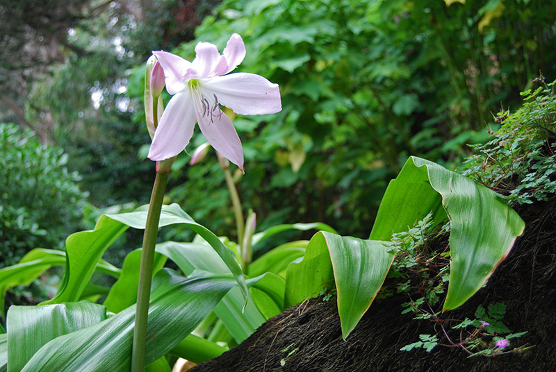 Lily in the Tree Fern Garden DSC_0868