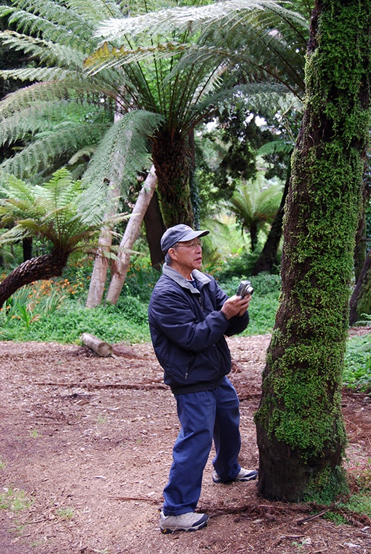 In the Tree Fern Garden<br />DSC_0881