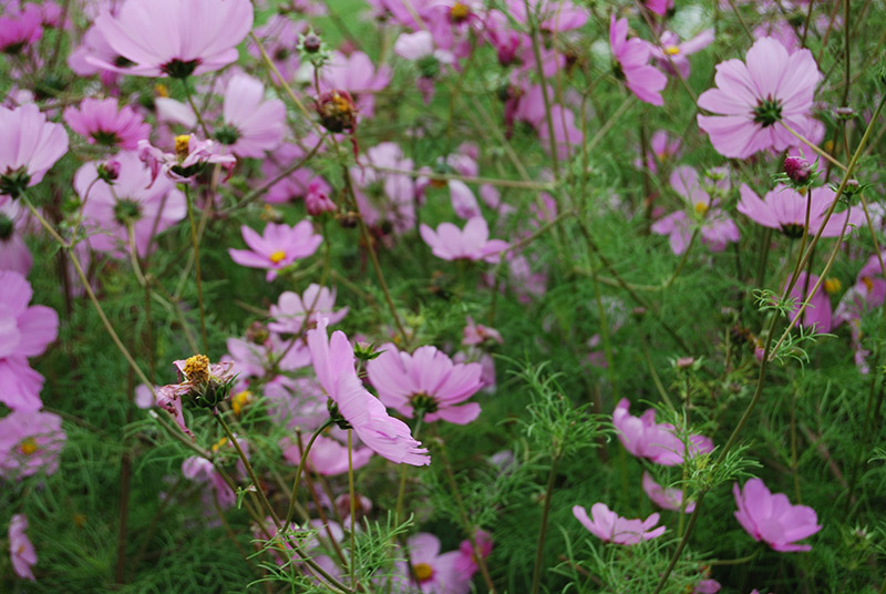 Cosmos in Conservatory Valley DSC_0884