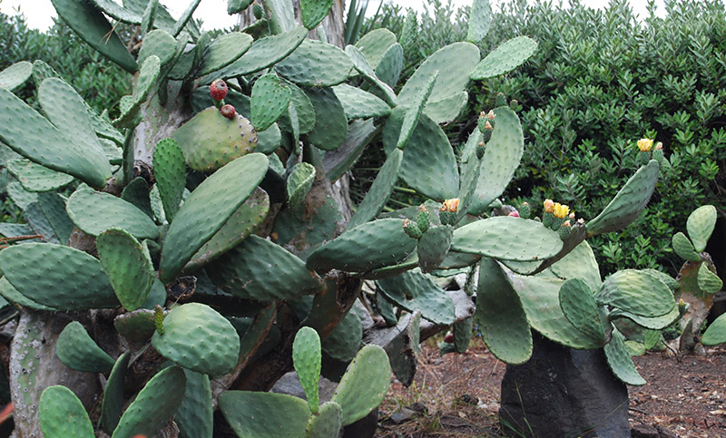 Prickly Pear near the Dahlia GardenDSC_0865