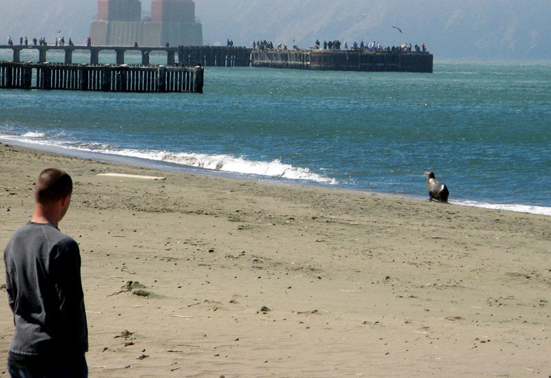 A young sea lion surveys the beach7627