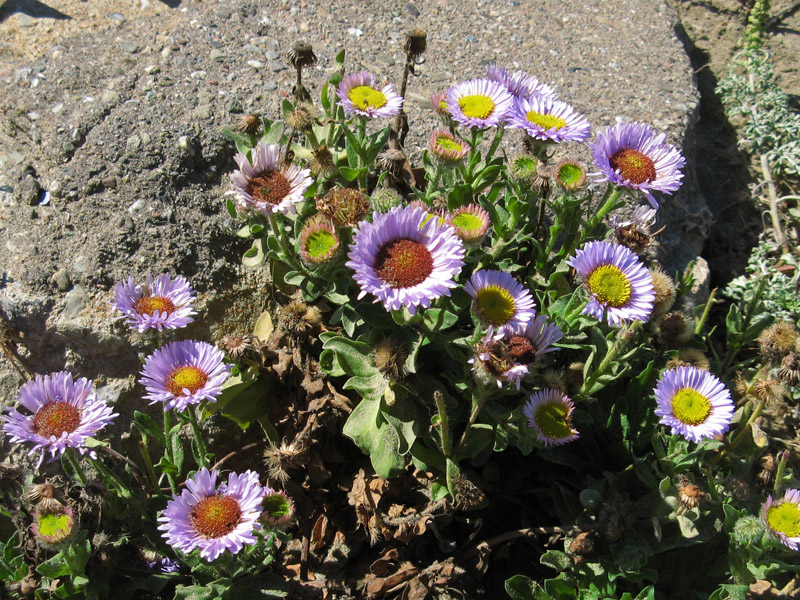 Beach daisies7630