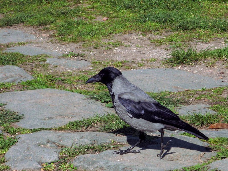 A crow 6993